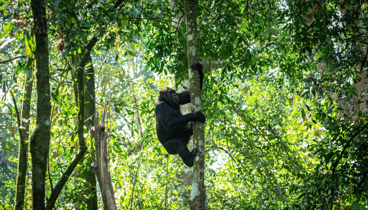 Ancient Tropical Rainforest